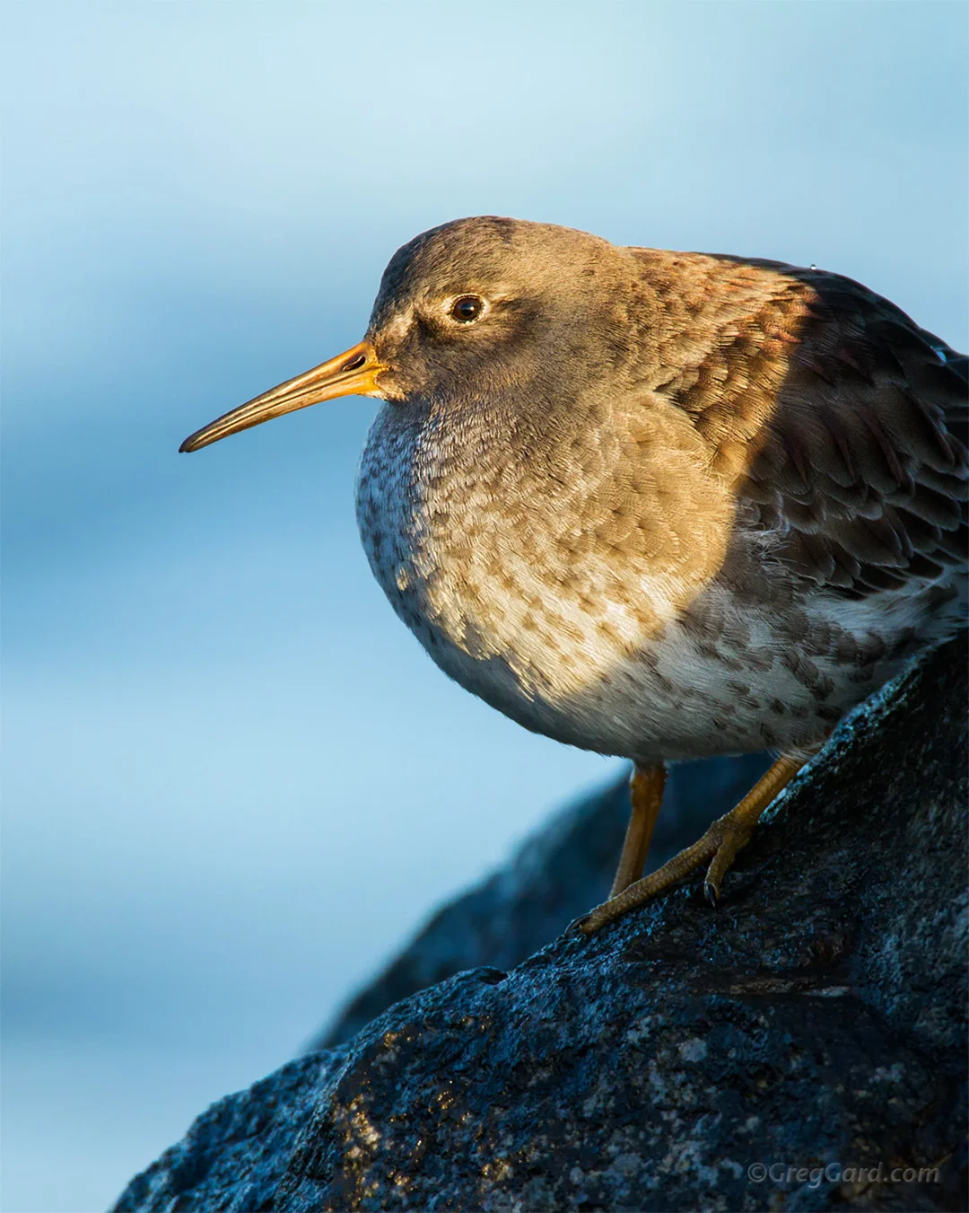Purple Sandpiper - New Jersey