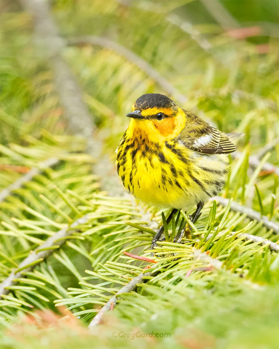 Cape May Warbler - New Jersey