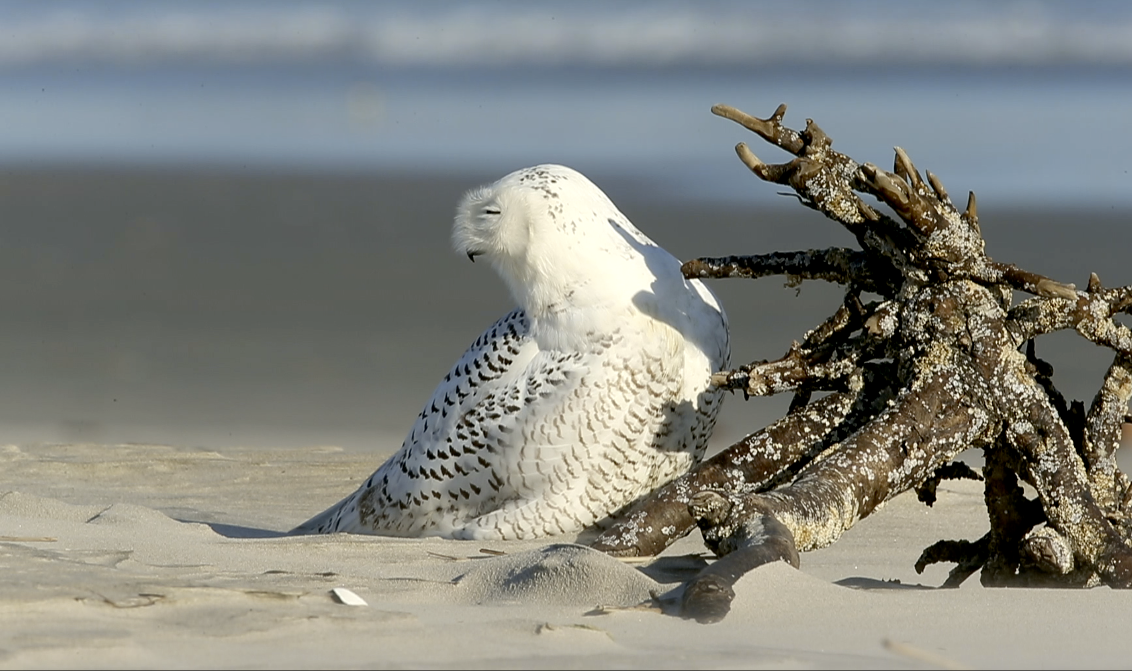 Snowy Owl preening - New Jersey