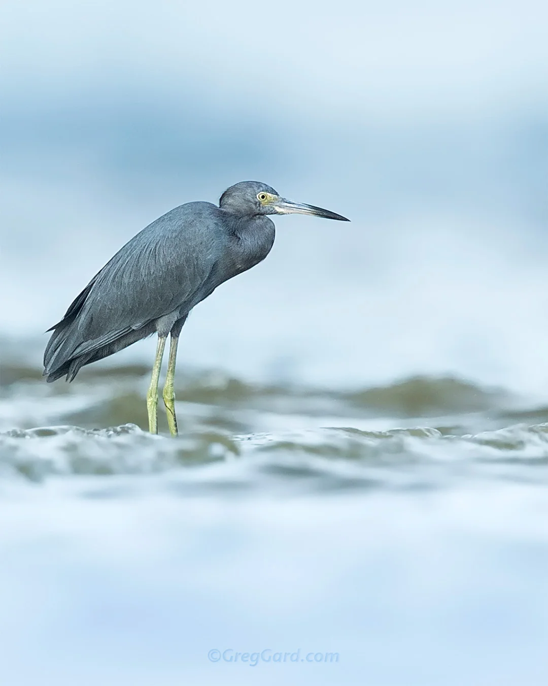Little Blue Heron - Florida