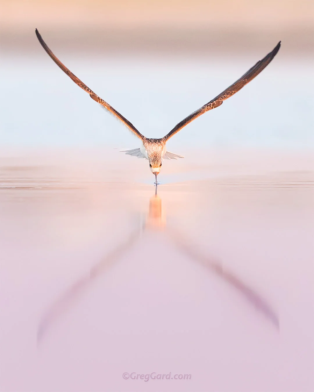 Young Black Skimmer - Nickerson Beach, New York
