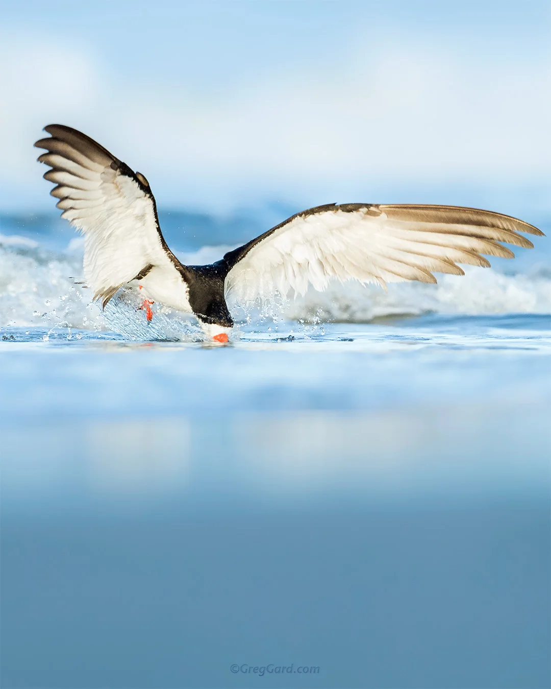 Black Skimmer skimming - Nickerson Beach, New York