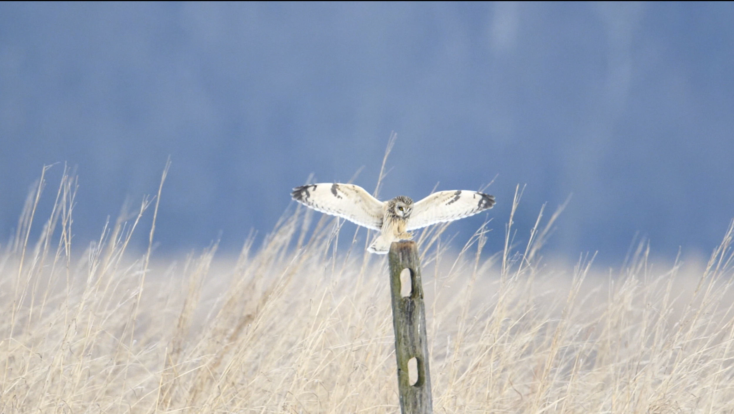 Short-eared Owl landing in slow motion - New York