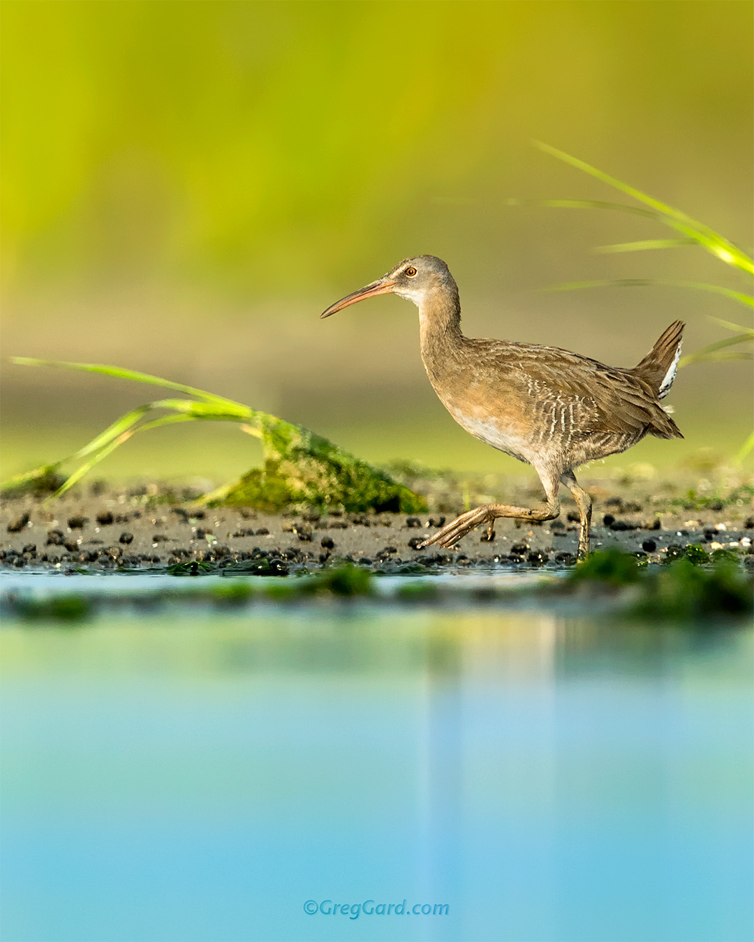 Clapper Rail - New Jersey