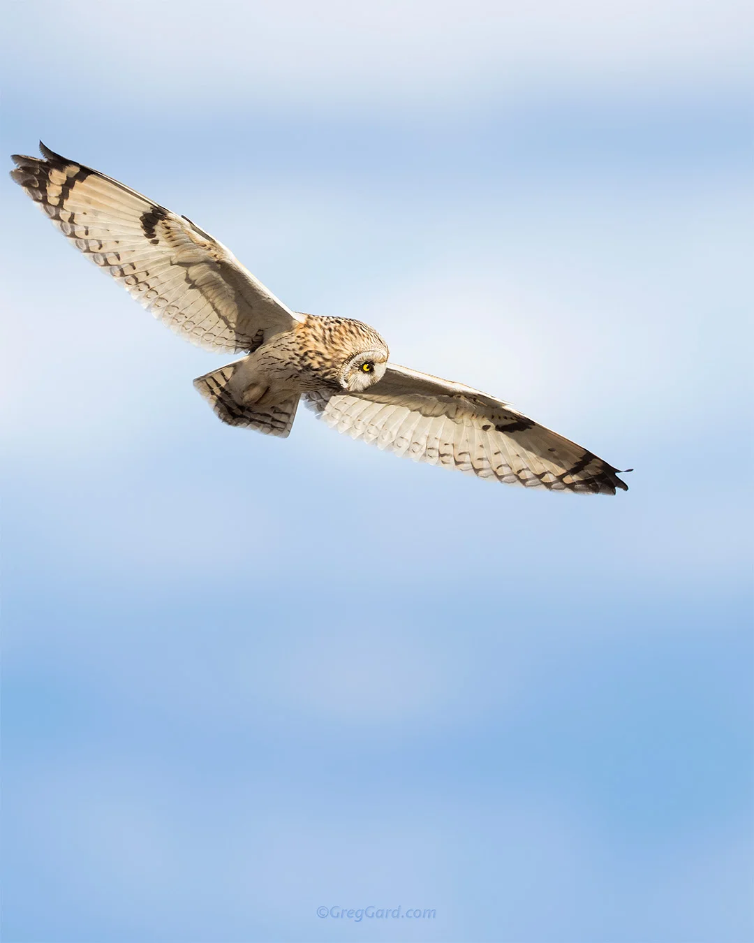 Short-eared Owl hunting - New York