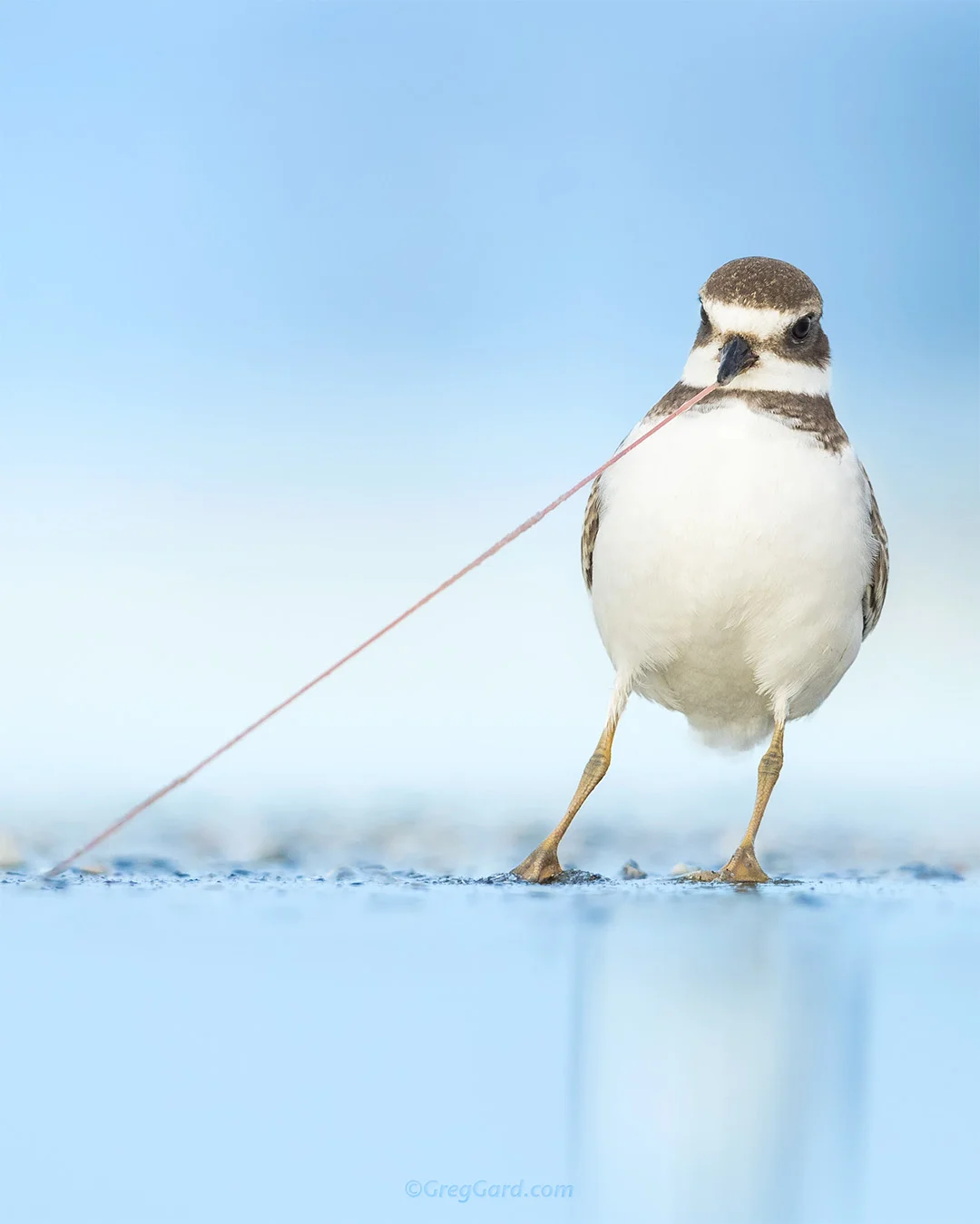 Semipalmated Plover pulling worm out - New Jersey