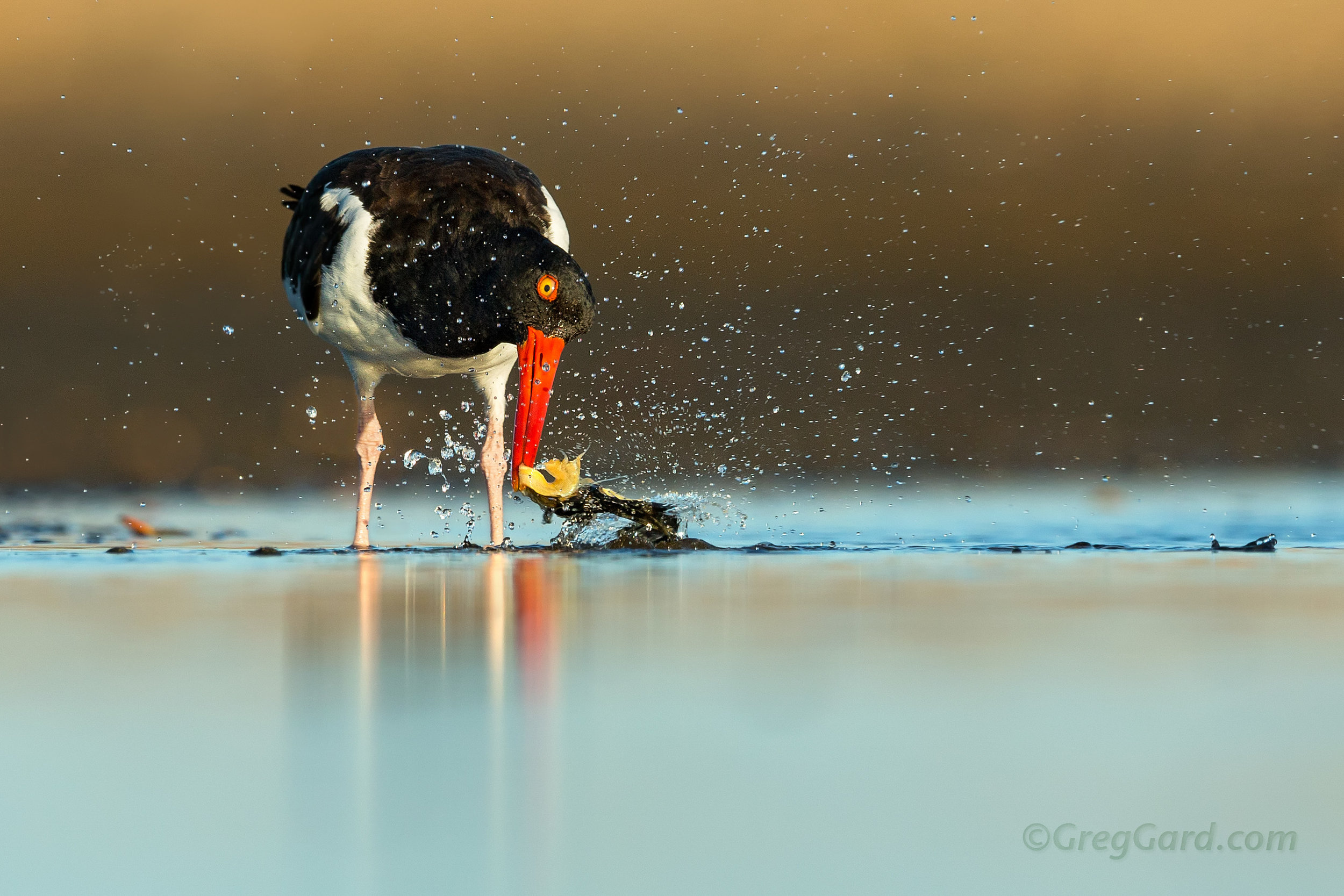 American Oystercatcher feeding - New Jersey