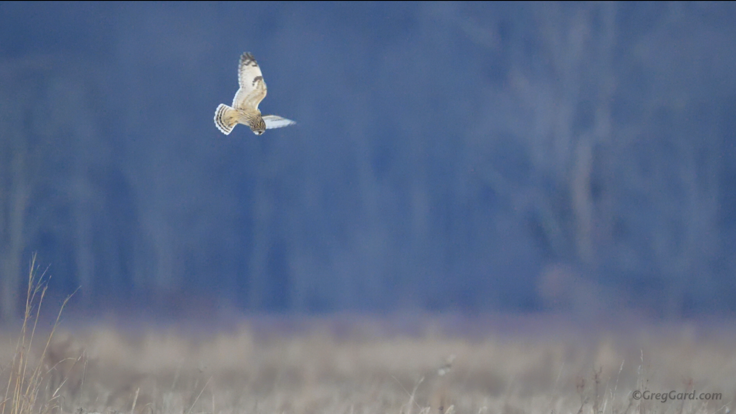 Short-eared Owl hunting in slow motion - New York