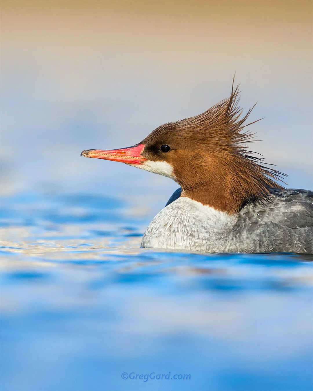 Common Merganser - New Jersey