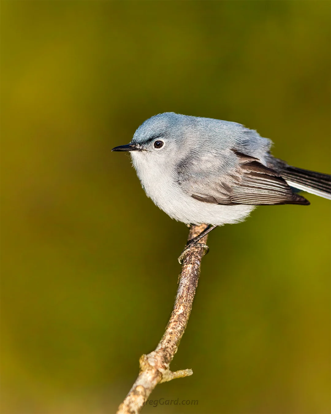 Blue-gray Gnatcatcher - New Jersey