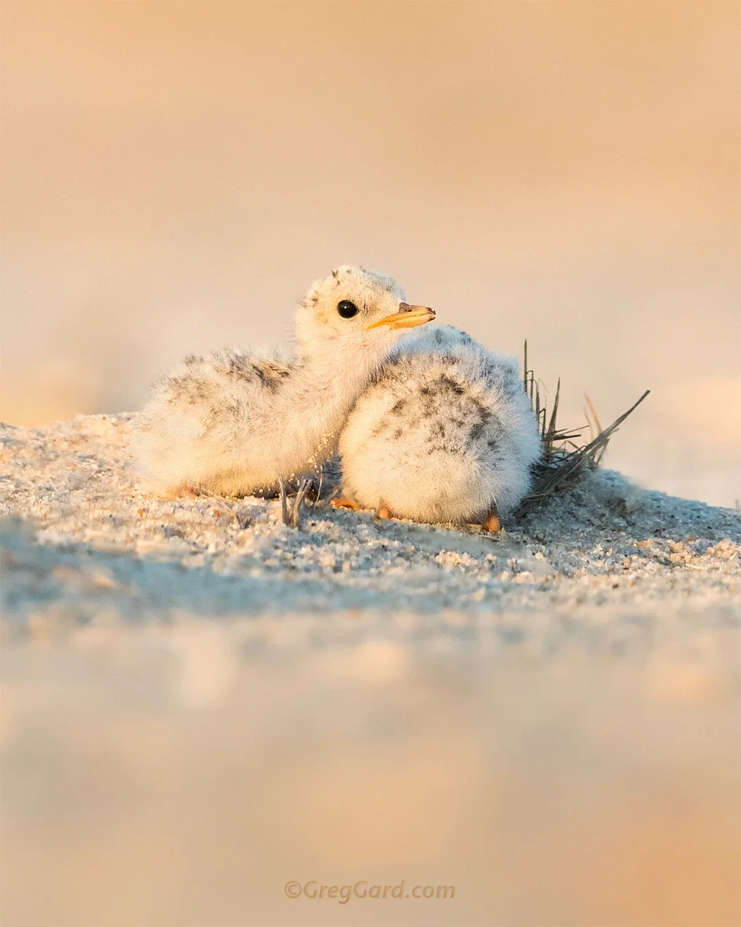 Least Tern chicks - Nickerson Beach, New York