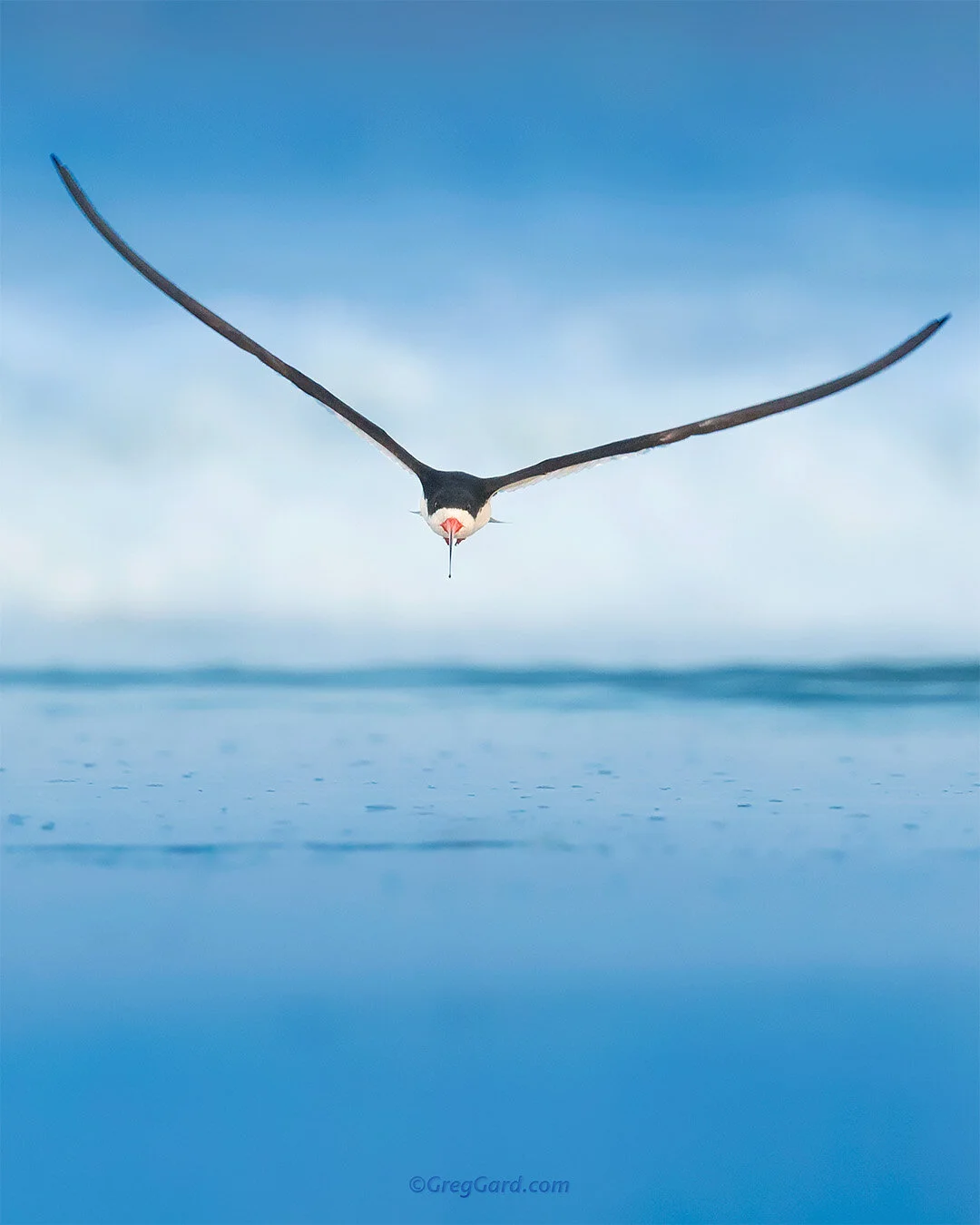Black Skimmer flying head on - Nickerson Beach, New York