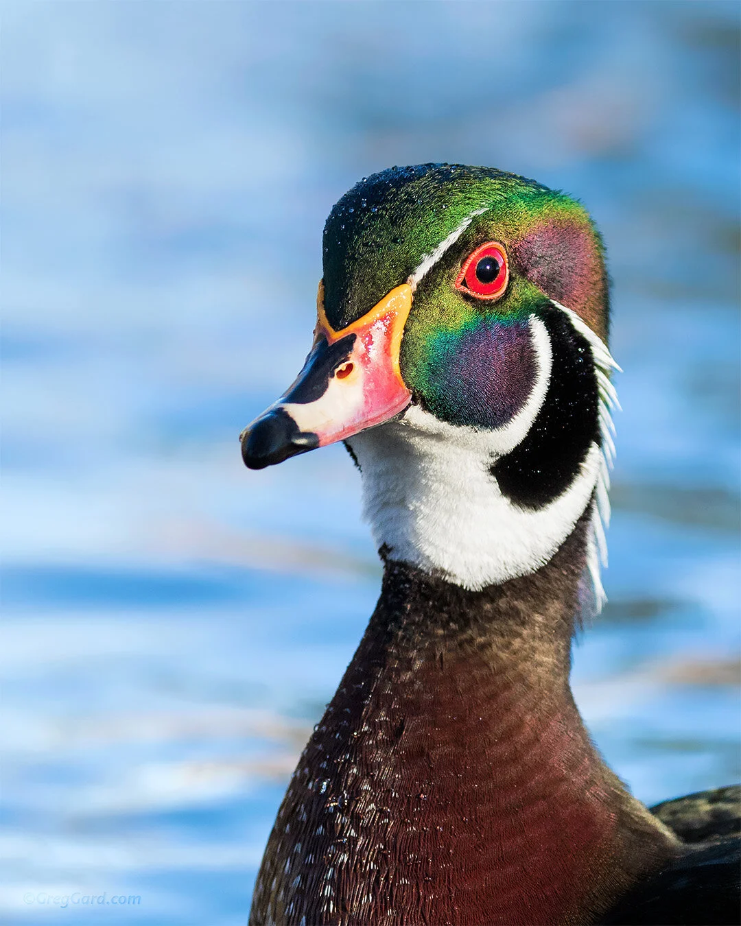 Wood Duck - New York