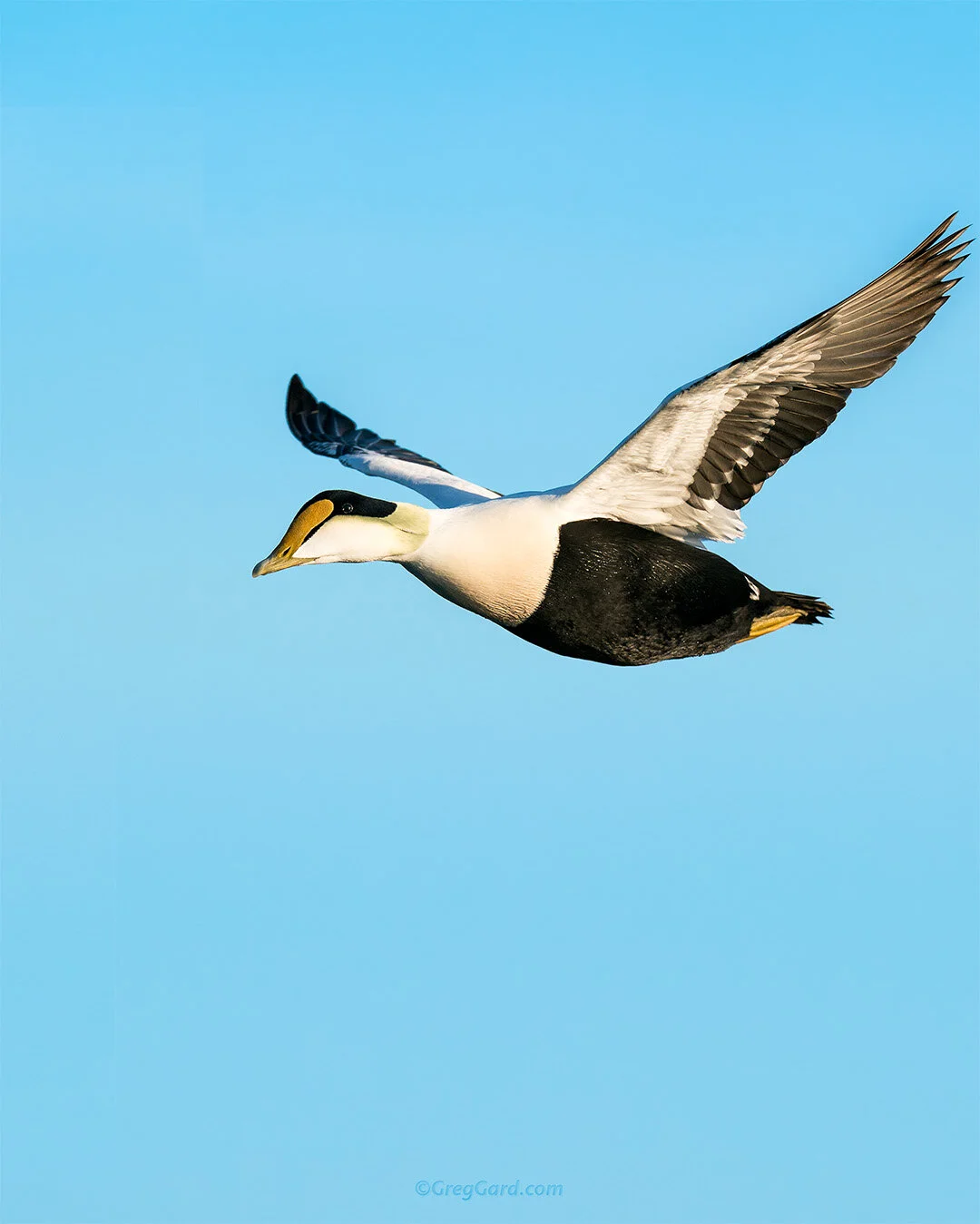 Common Eider in-flight - East Coast