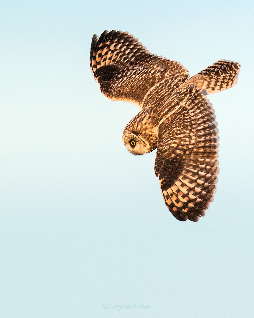 Short-eared Owl banking - New York