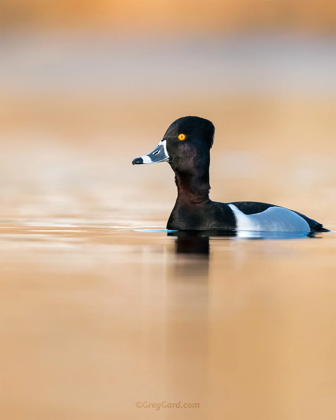 Ring-necked Duck - New Jersey