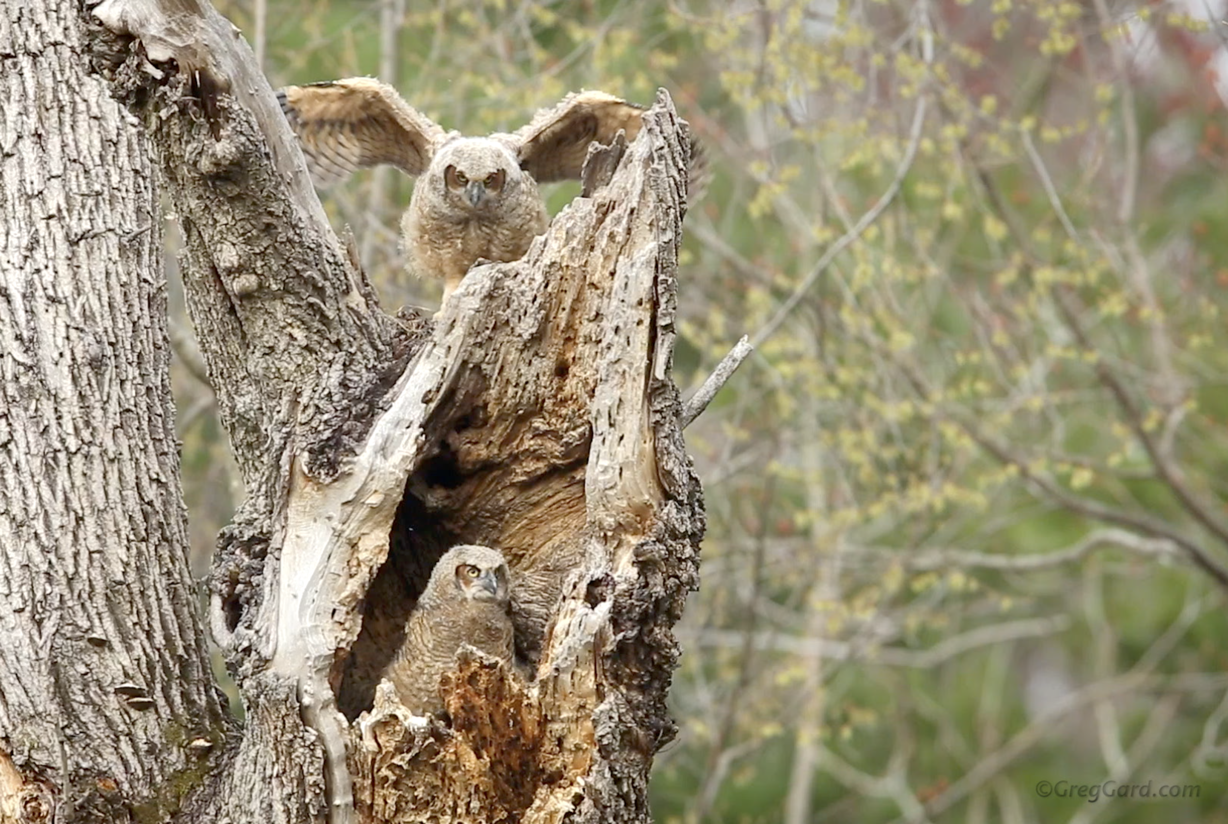 Great Horned Owlets - video - New Jersey