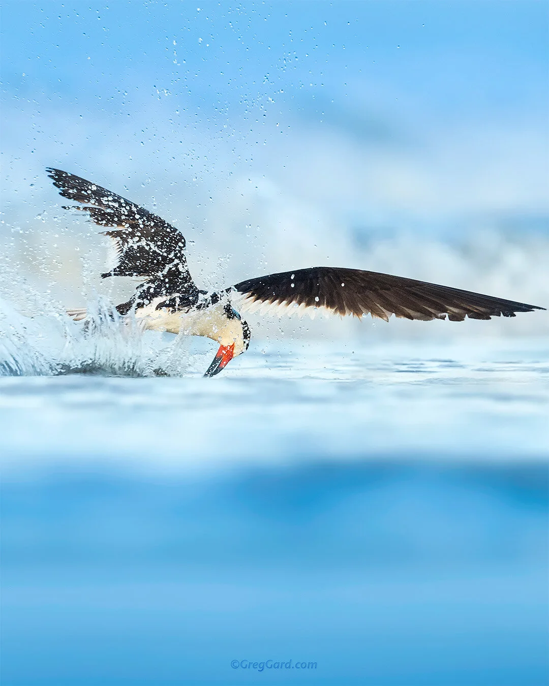 Black Skimmer skimming - Nickerson Beach, NY