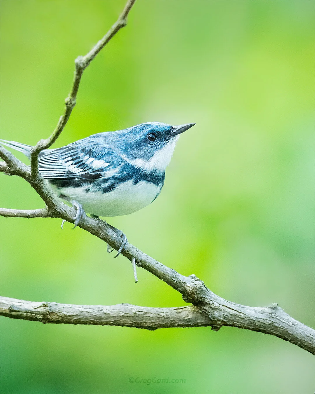 Cerulean Warbler  - New Jersey