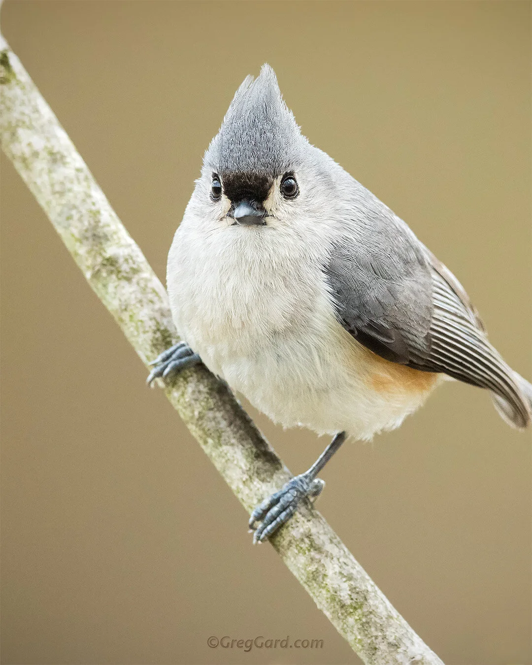 Tufted Titmouse  - New Jersey