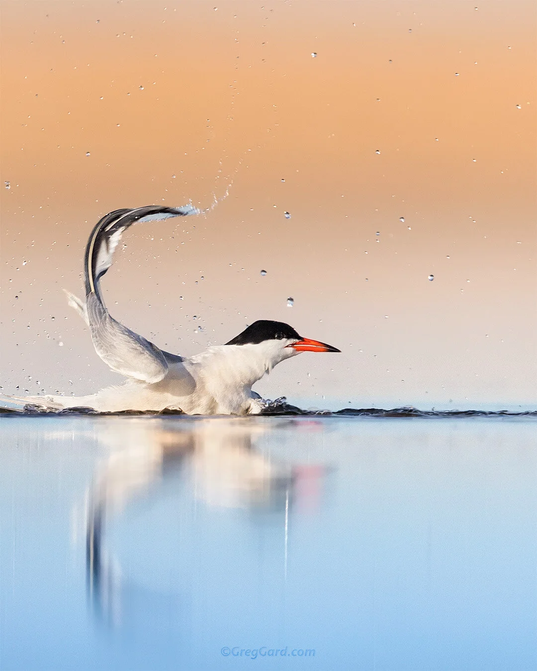 Common Tern bathing - Nickerson Beach, NY