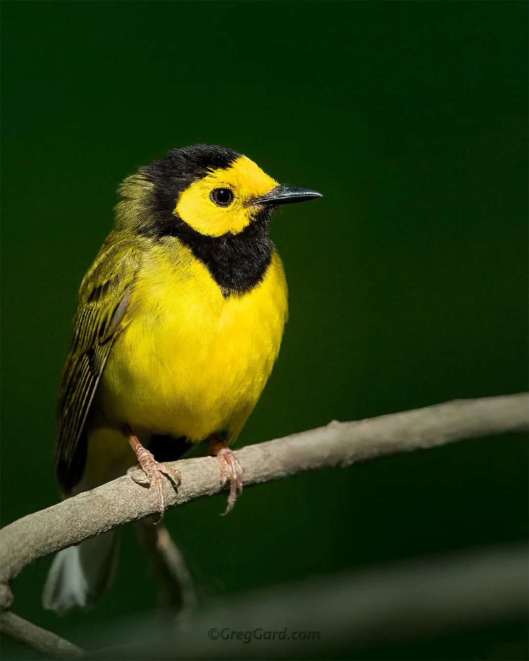 Hooded Warbler  - New Jersey