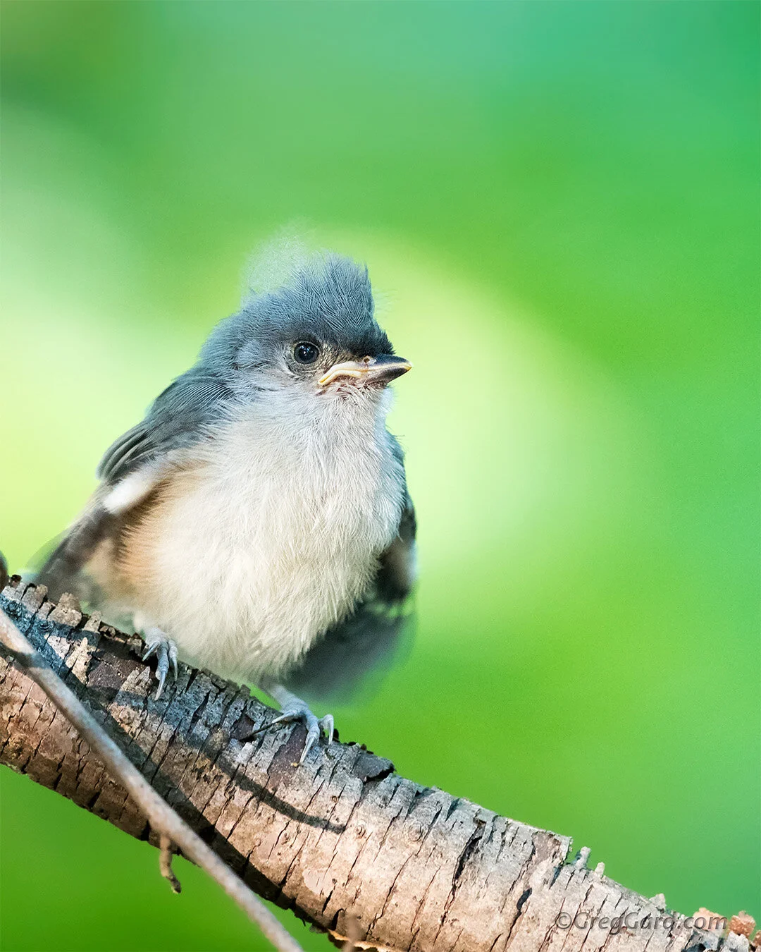 Tufted Titmouse chick - New Jersey
