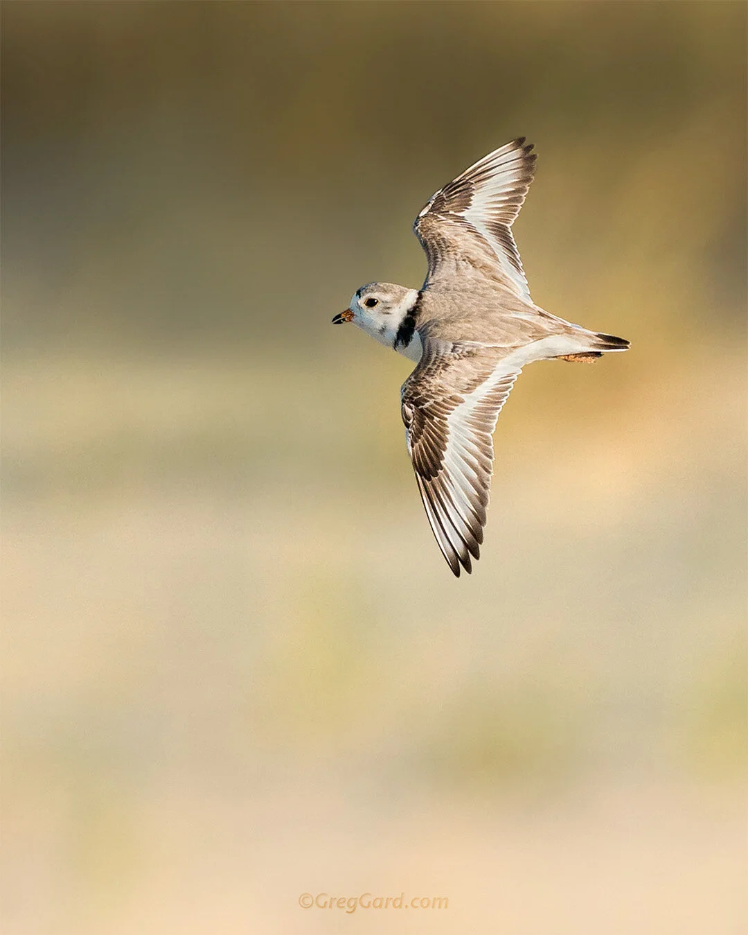 Piping Plover in-flight - Nickerson Beach, NY