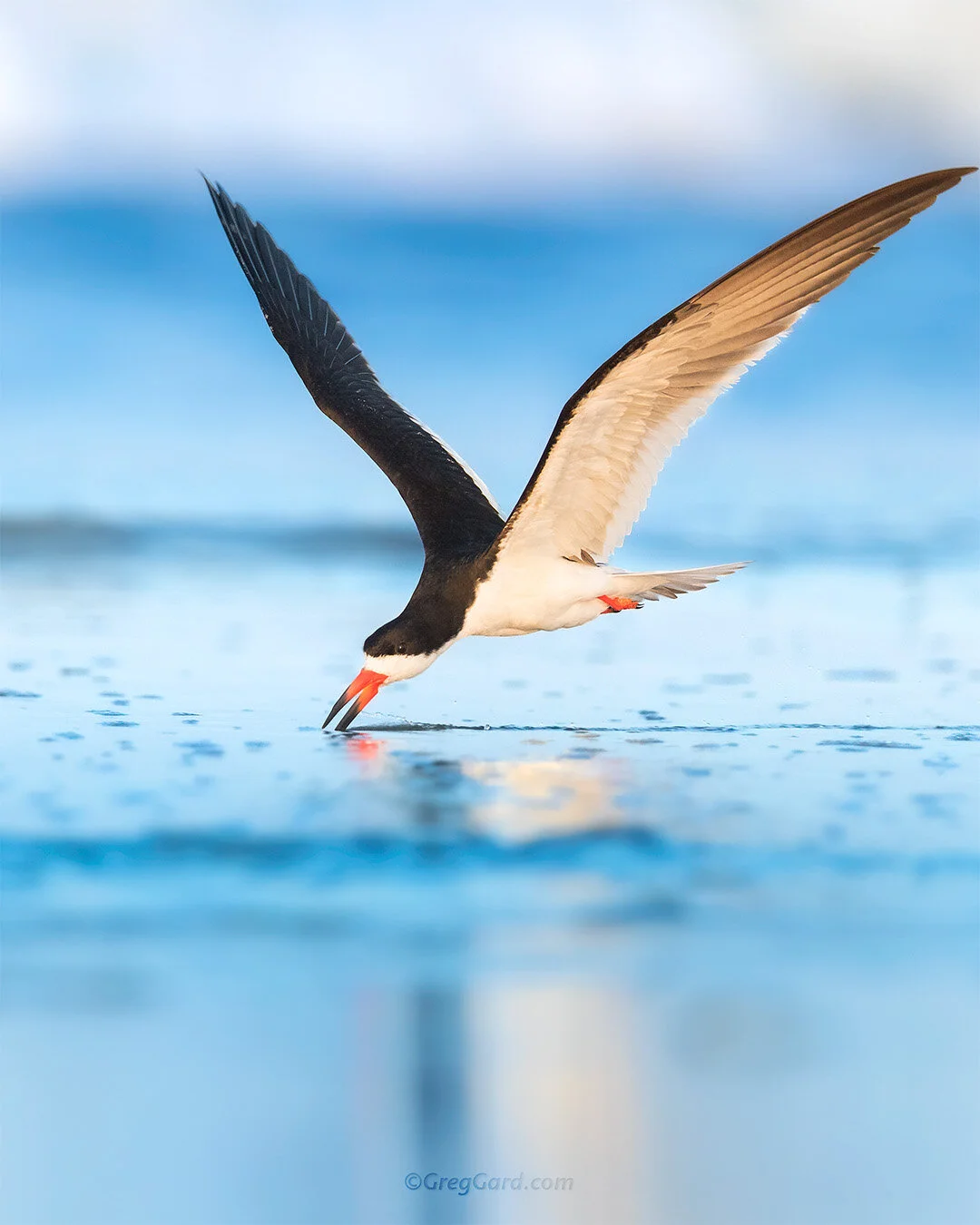 Black Skimmer skimming - Nickerson Beach, NY