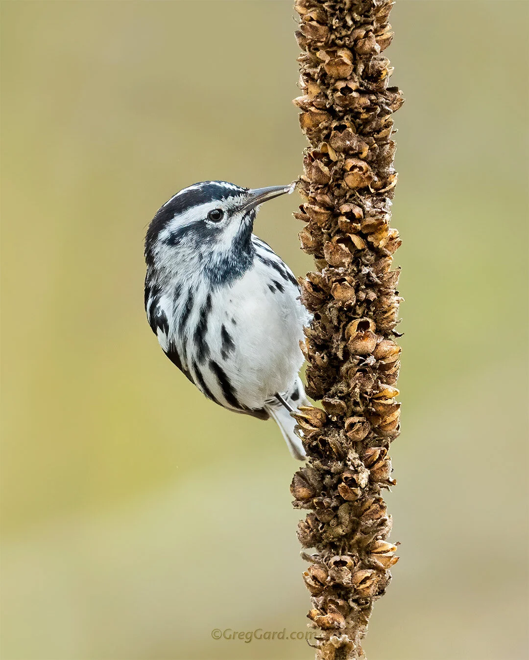 Black-and-White Warbler - New Jersey