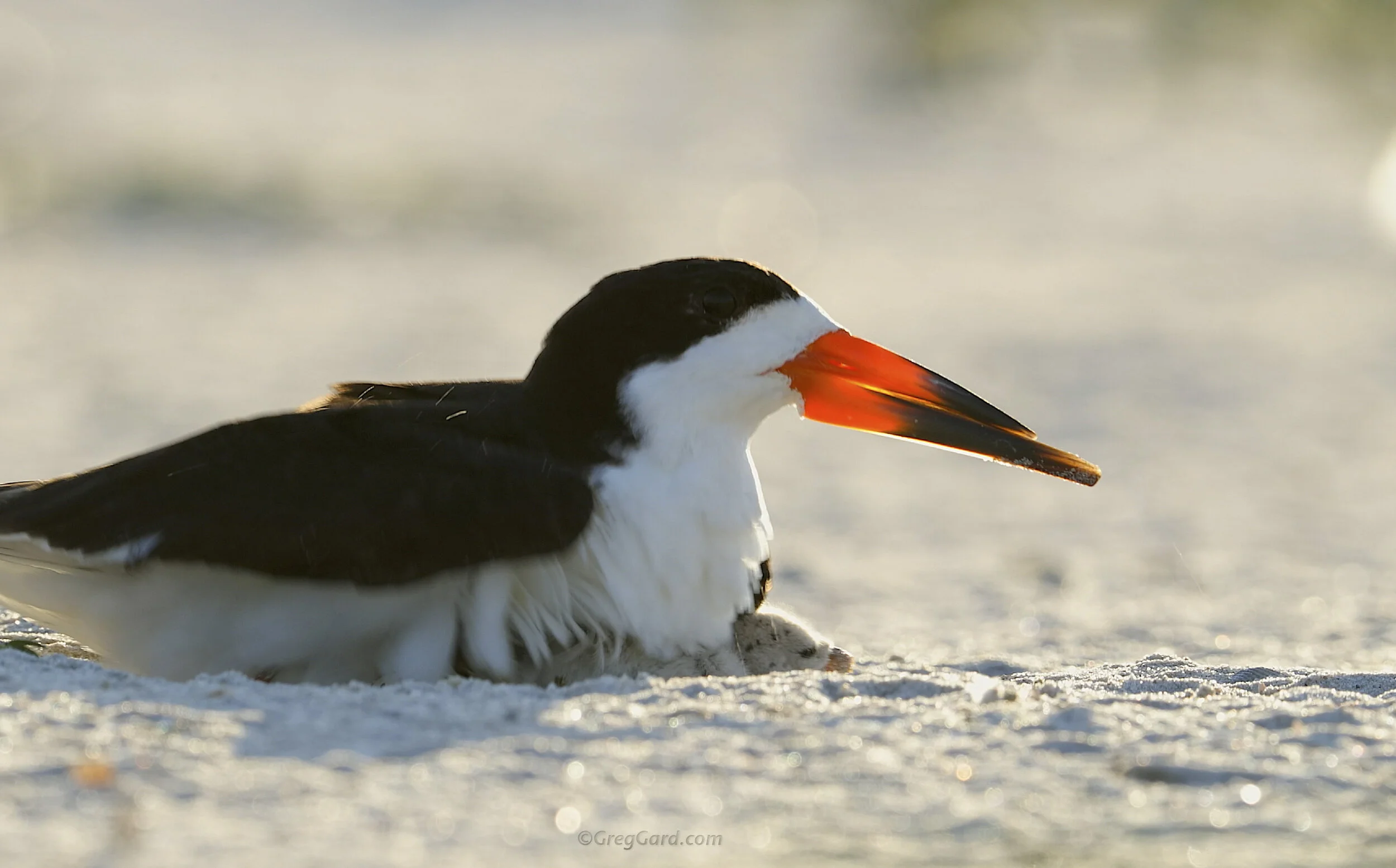 Black Skimmer nest - Nickerson Beach, NY