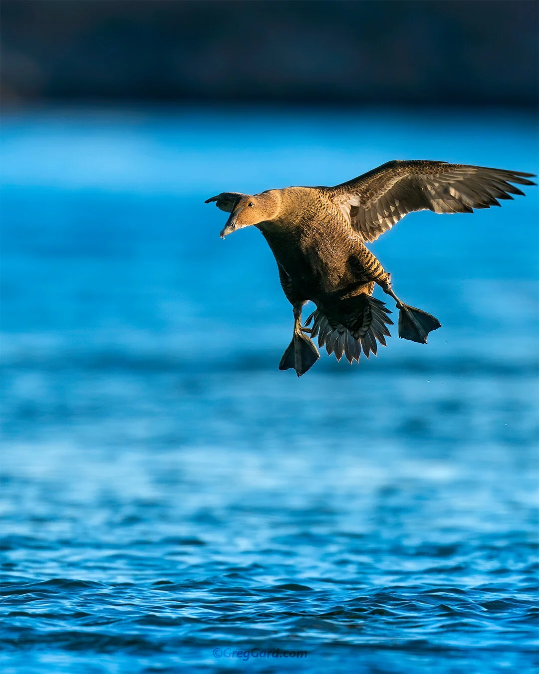 Common Eider  - East Coast