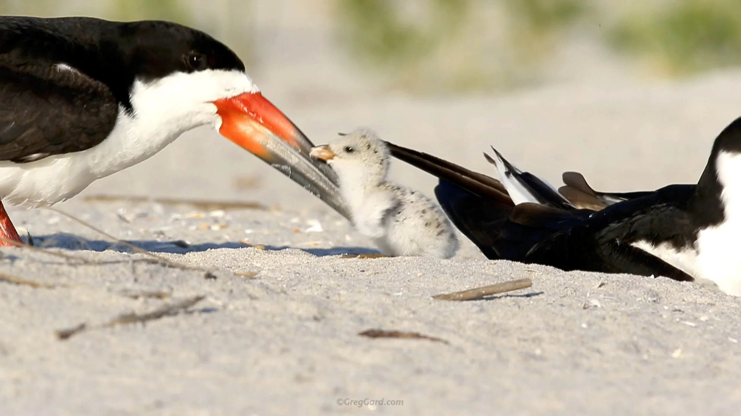 Black Skimmer Family - Nickerson Beach, NY