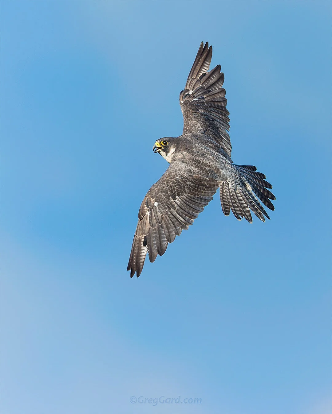 Peregrine Falcon Turning Back - New Jersey