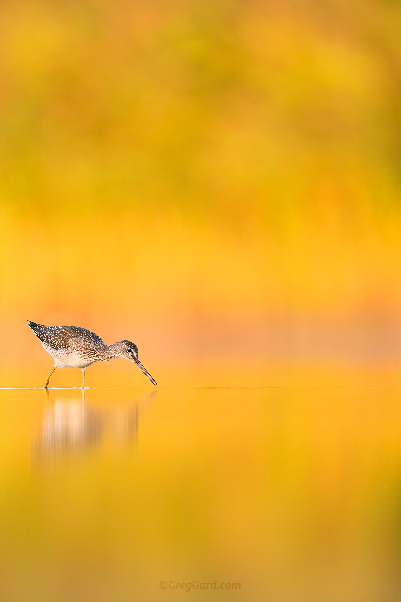 greater-yellowlegs-jamaica-bay-ny-shorebird-photography-greg-gard-098 copy.jpg