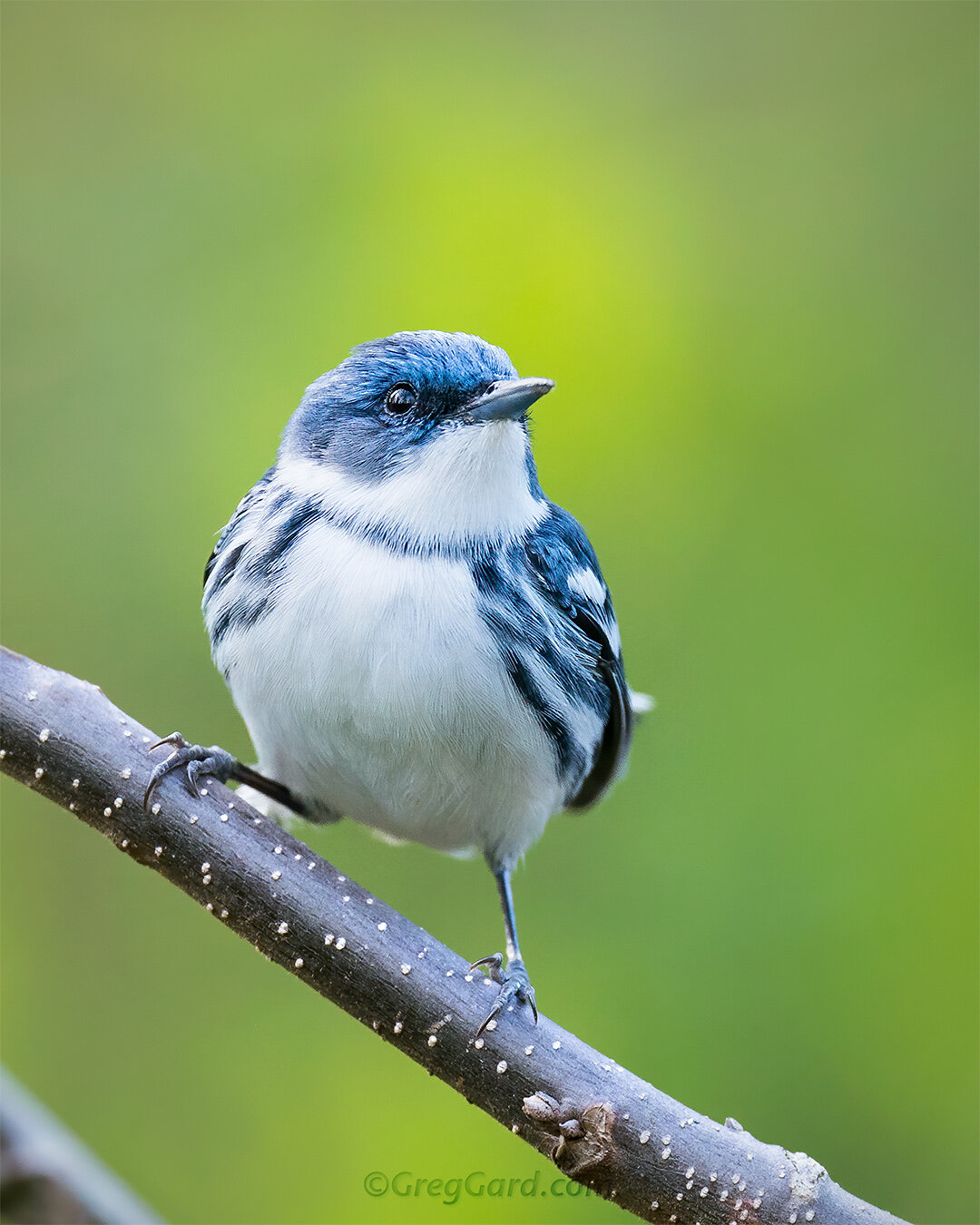Cerulean Warbler - New Jersey