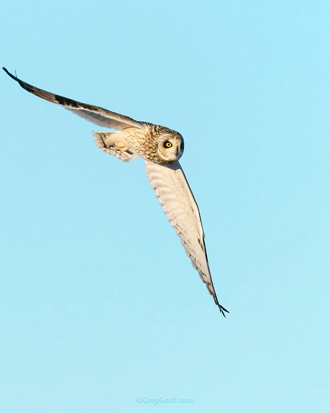 Short-eared Owl flying - New York 