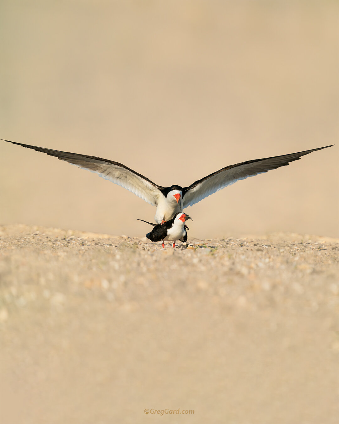 Mating Black Skimmers - Nickerson Beach, NY