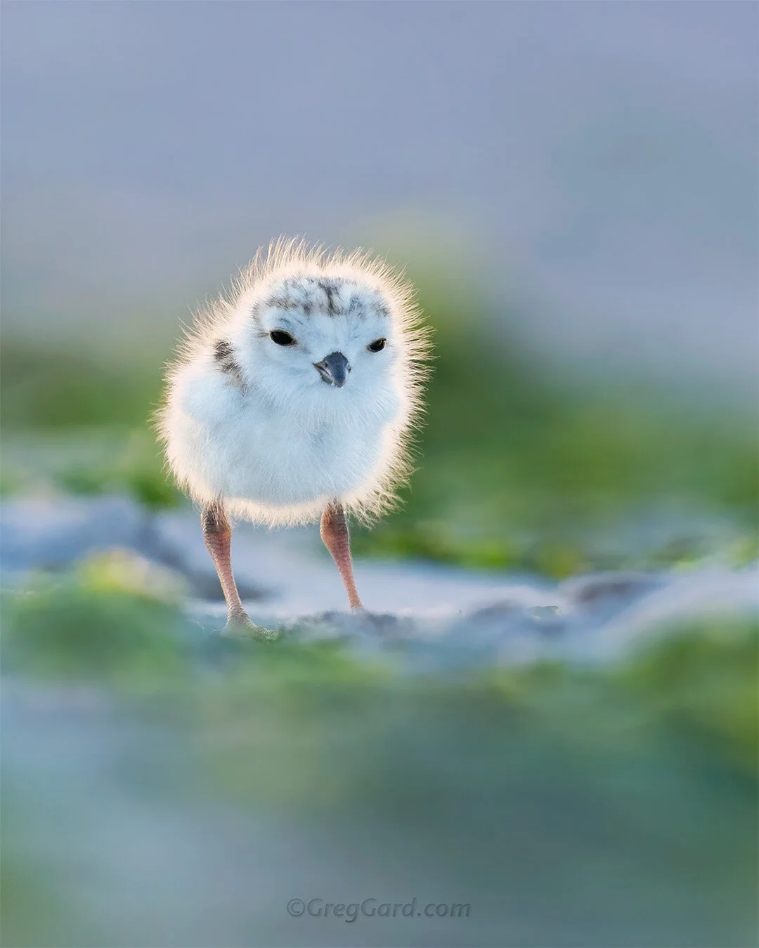 Piping Plover chick - New Jersey