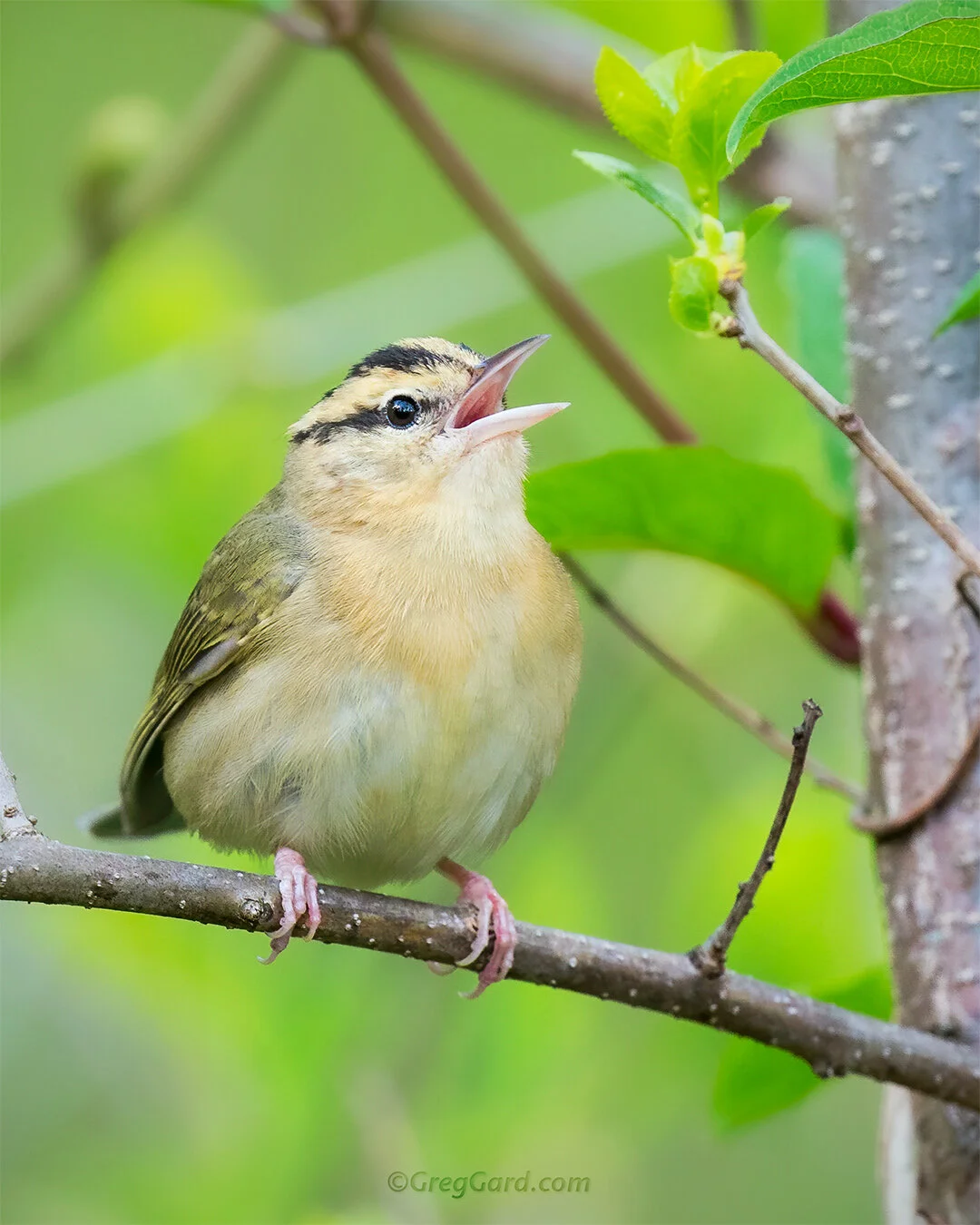 Worm-eating Warbler - New Jersey