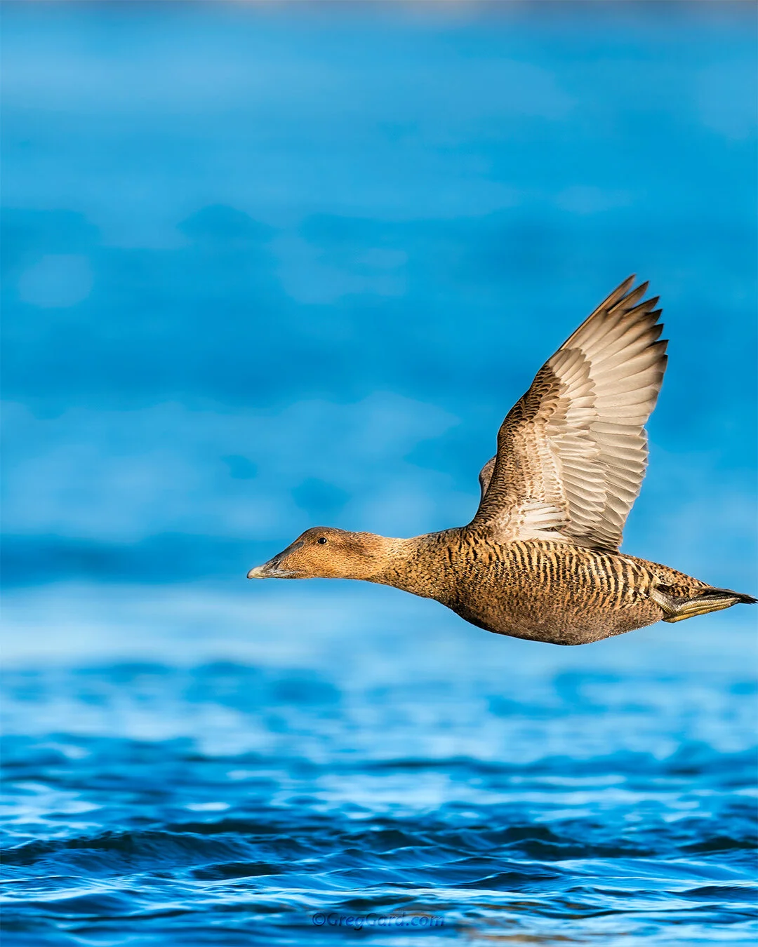 Common Eider in-flight - East Coast