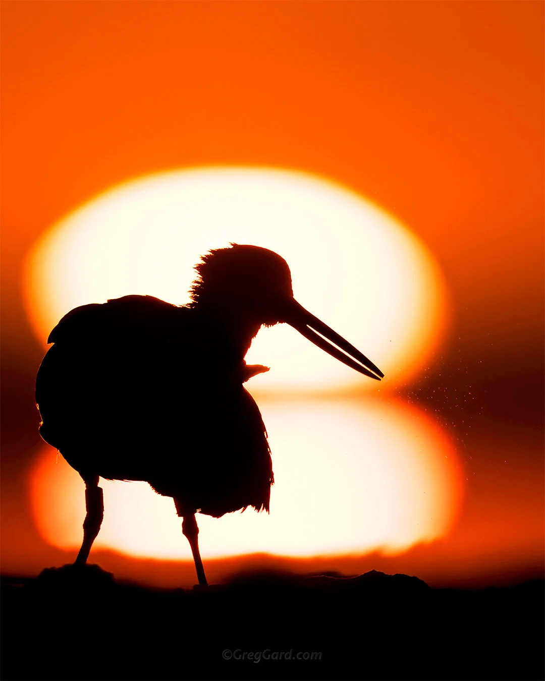 American Oystercatcher - Nickerson Beach, NY