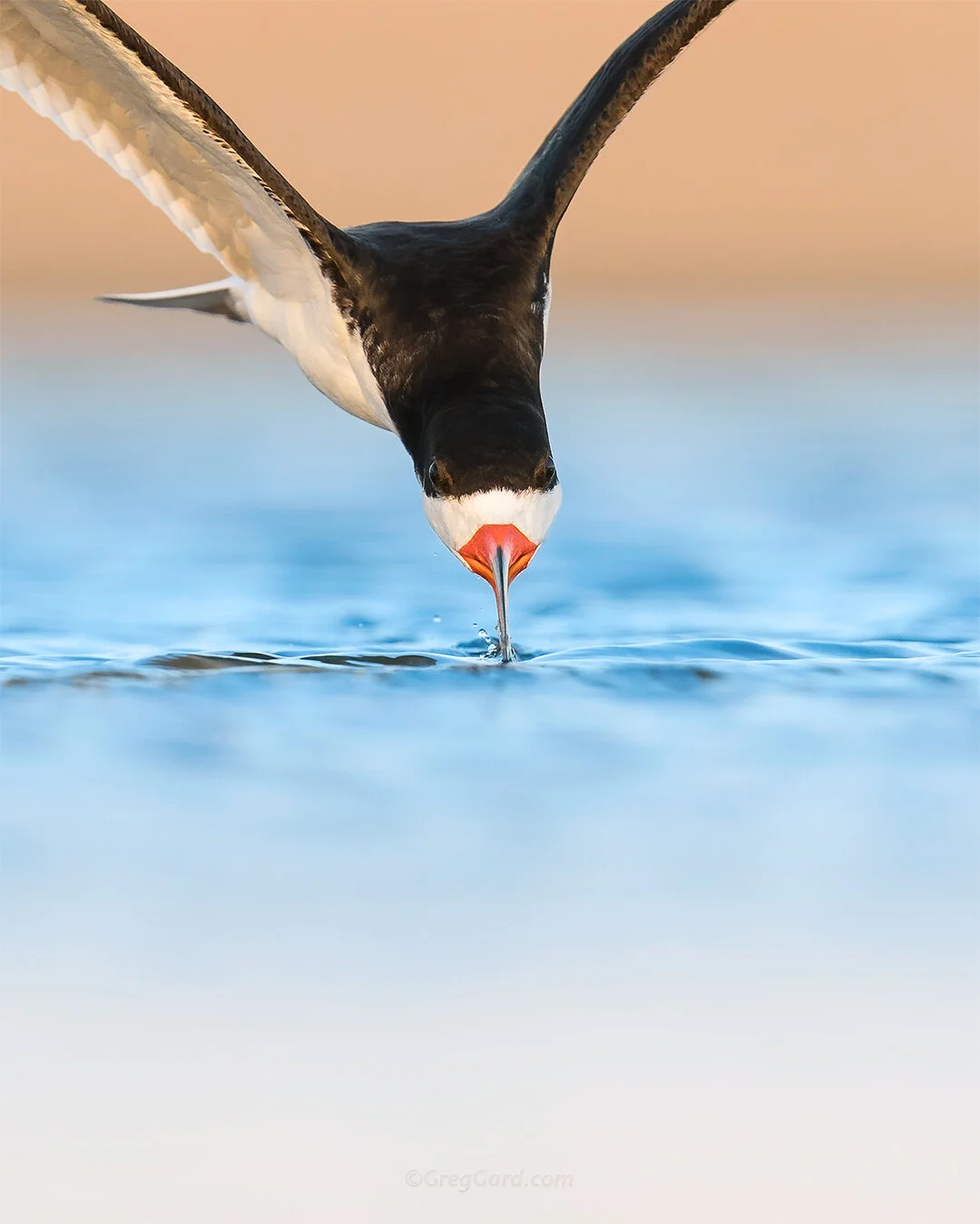 Black Skimmer skimming - Nickerson Beach, NY