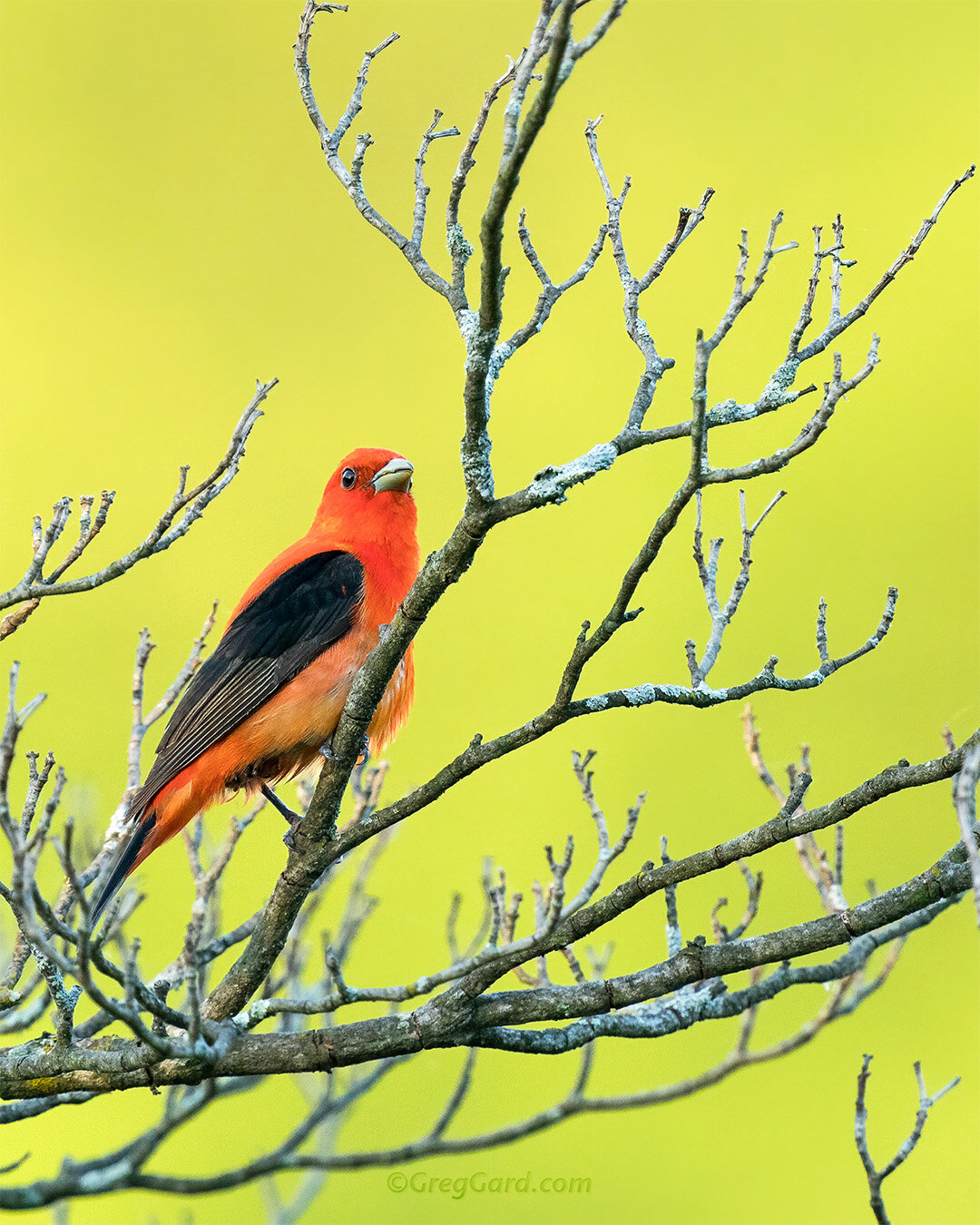 Scarlet Tanager - New Jersey