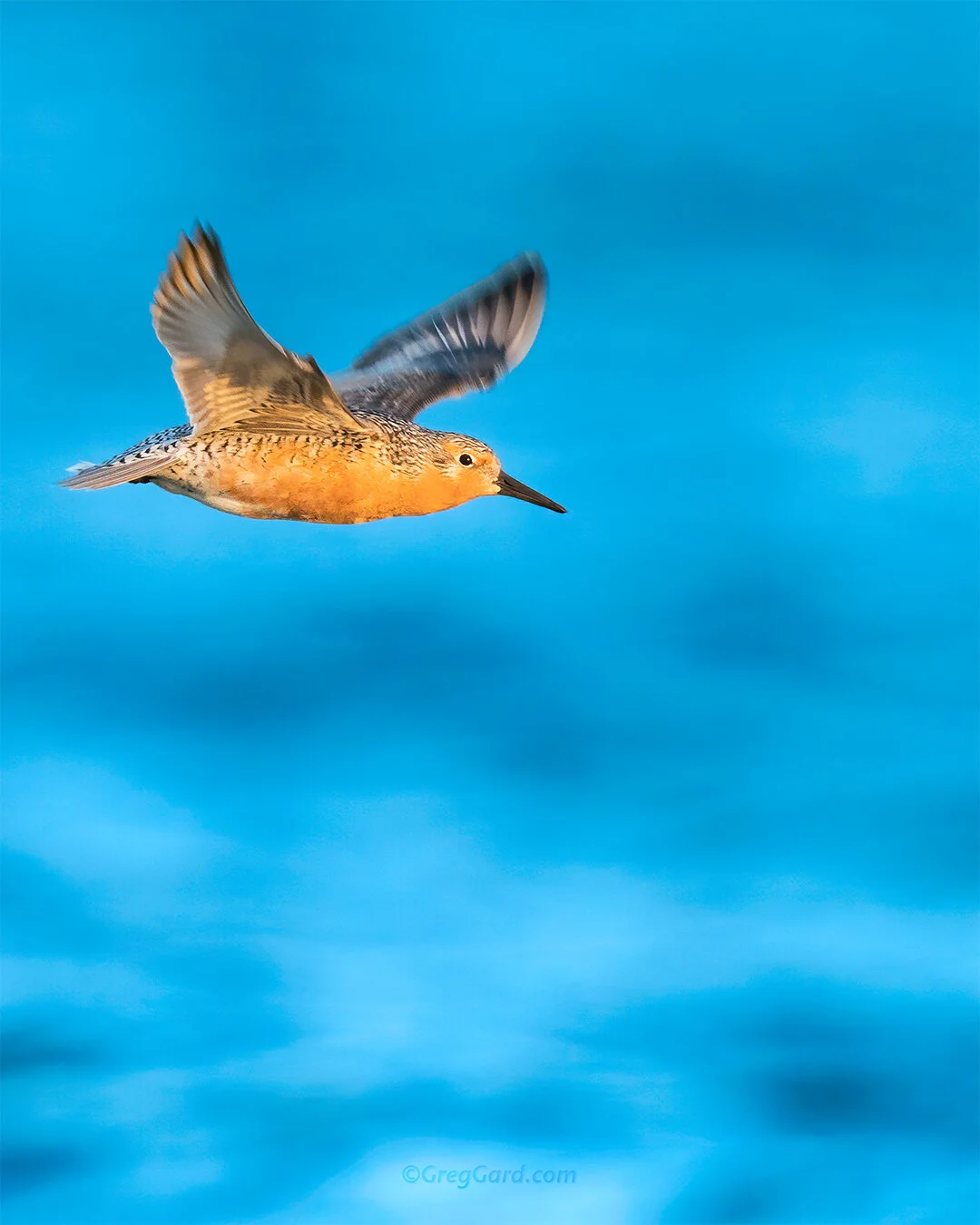 Red Knot in-flight - Delaware Bay, NJ