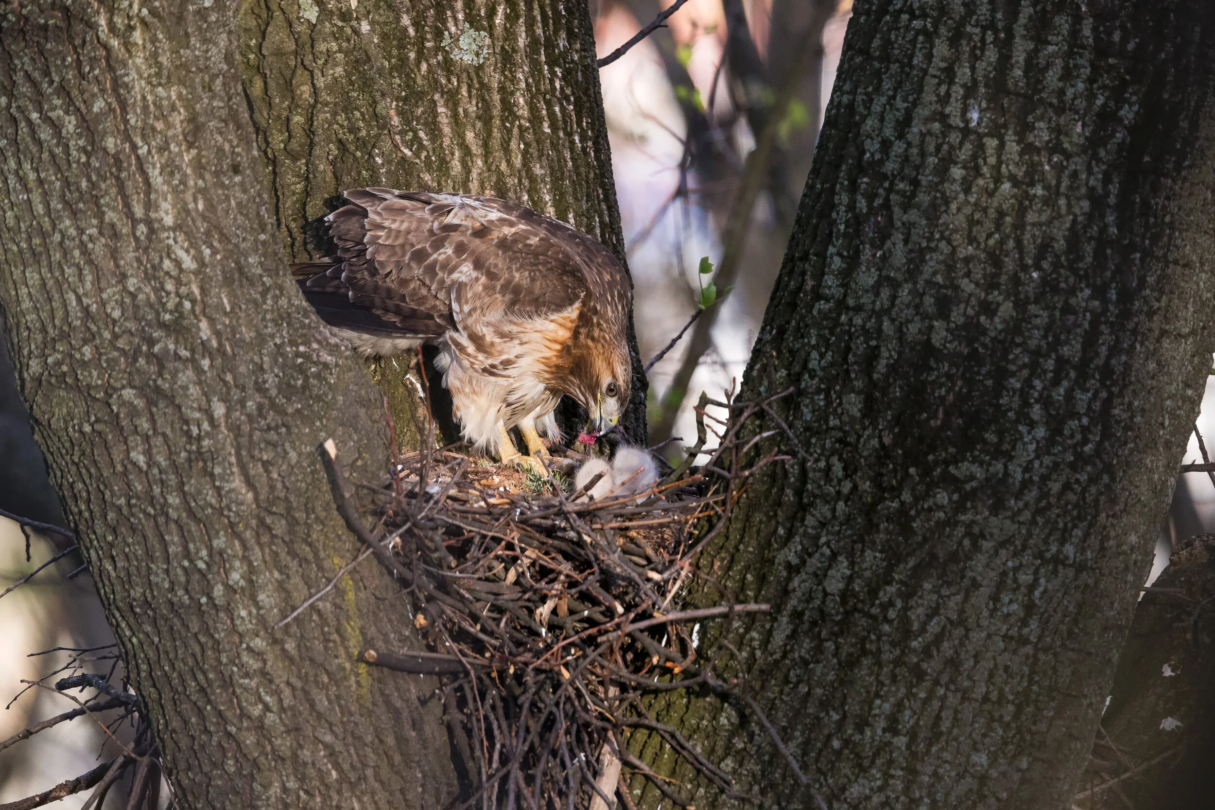 Red-tailed Hawk feeding chicks at the nest - New Jersey
