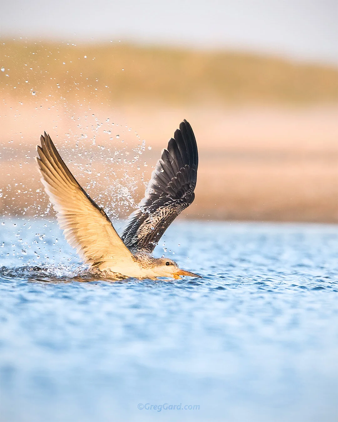Black Skimmer skimming - Nickerson Beach, NY