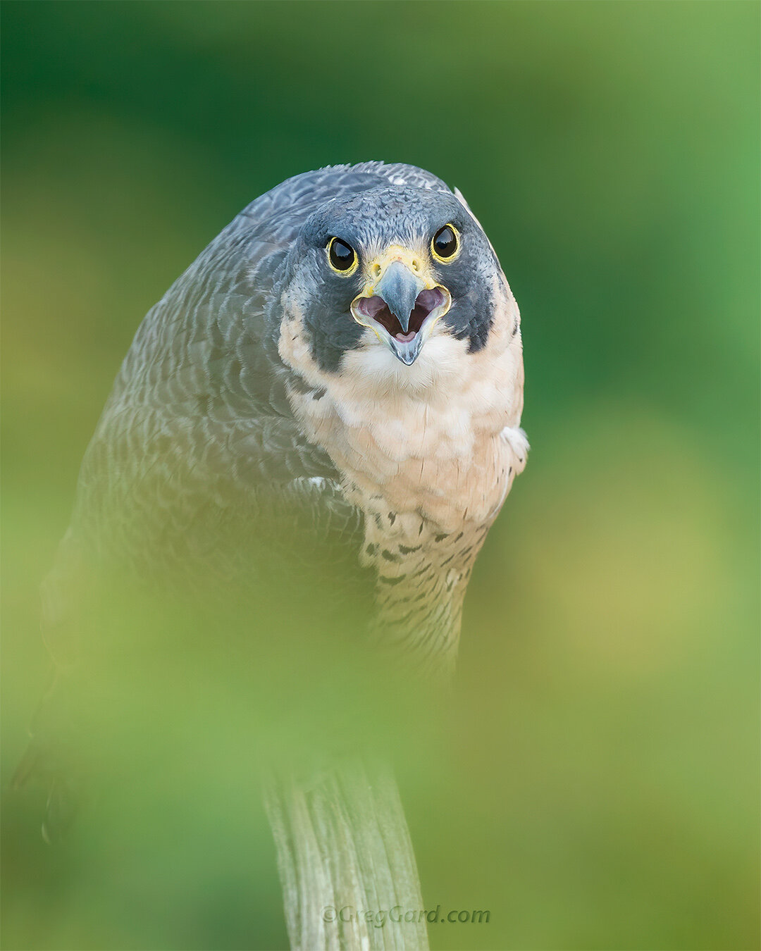 Peregrine Falcon looking up - New Jersey