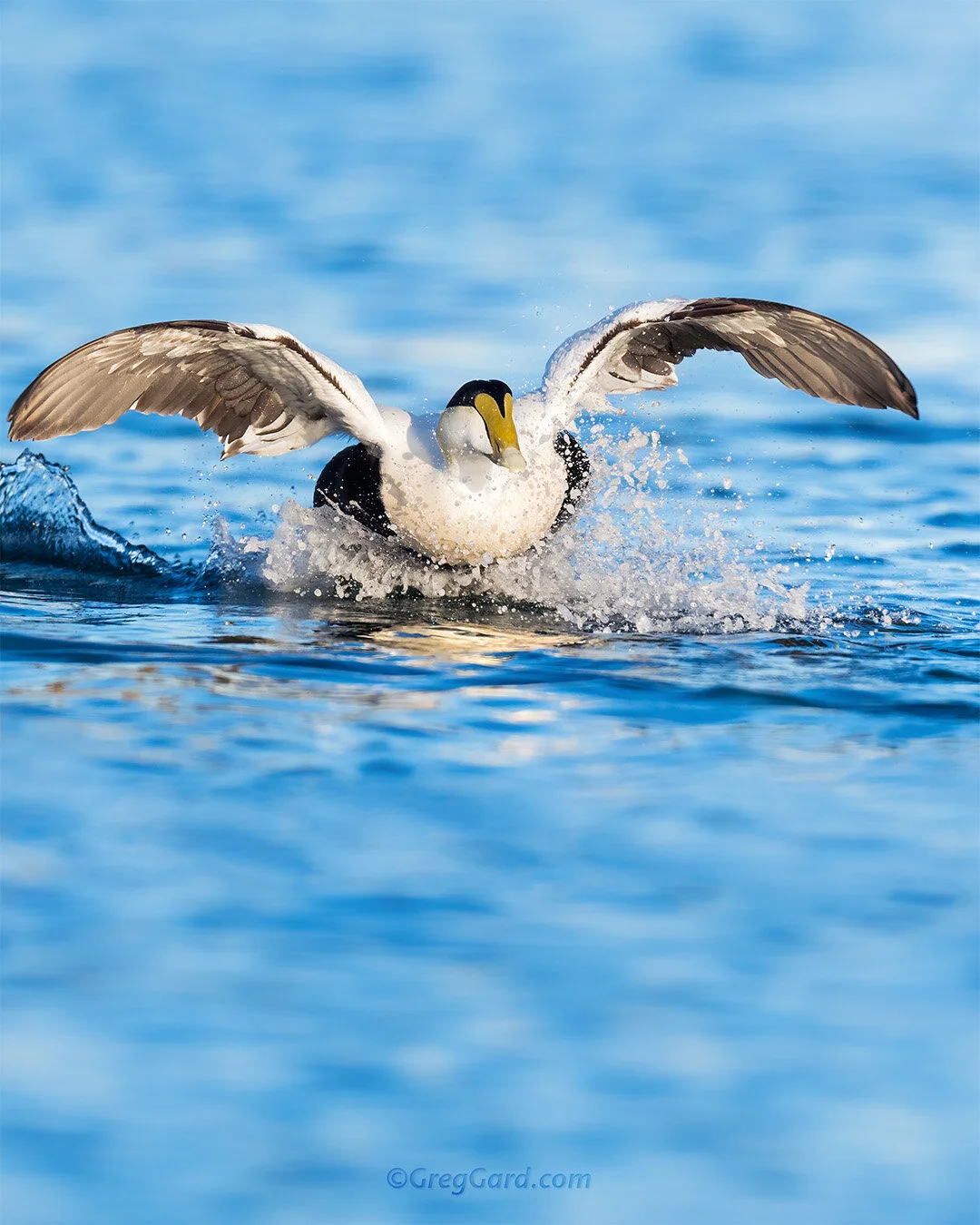 Common Eider landing - East Coast