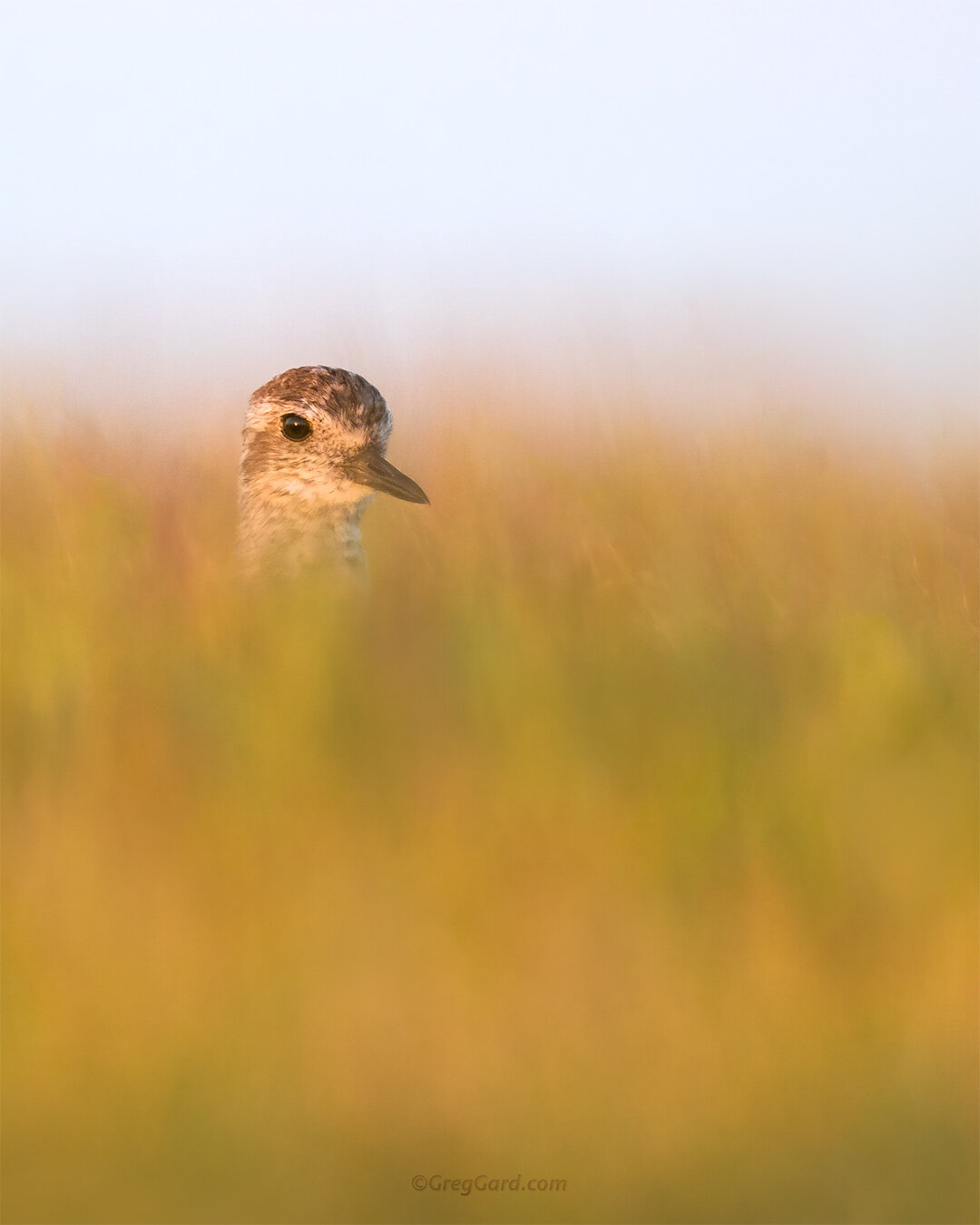 Black-bellied Plover - Delaware Bay, NJ
